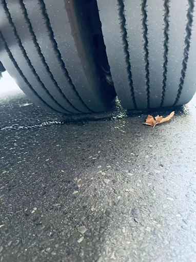 bcsa australasia gallery 14